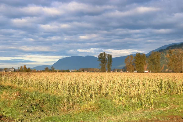 干し草の収穫準備ができて天候が不安定になっている季節の後半の間に広いオープン秋の風景 — ストック写真