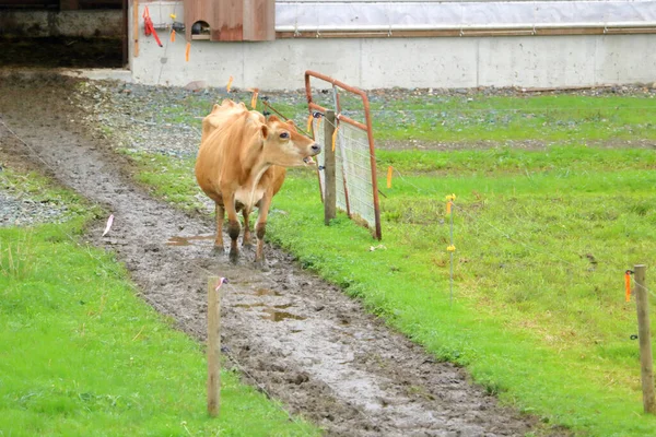 Uma Vaca Leiteira Demonstra Comportamento Estereotipado Lambendo Boca Enquanto Espera — Fotografia de Stock