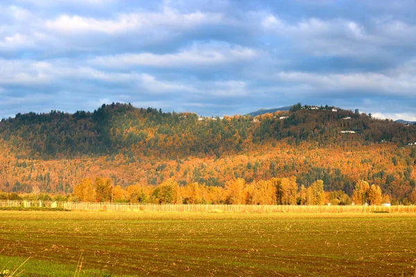 Golden Colors Rolling Hillside Overlooking Agricultural Landscape Autumn Season Months — Stock Photo, Image