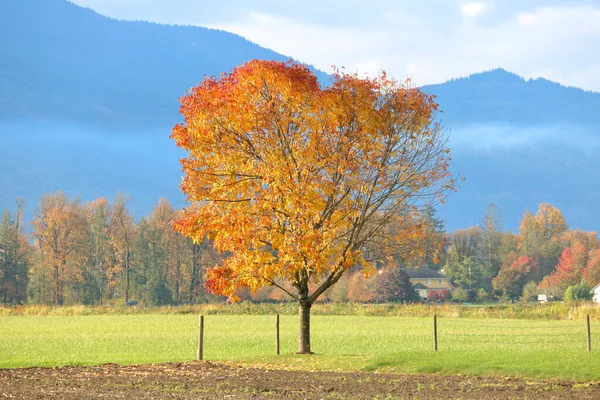 Caduta Nella Valle Foglie Color Oro Olmo Alberello Campagna — Foto Stock