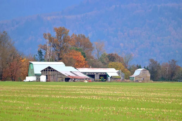 Uma Coleção Edifícios Agrícolas Americanos Antigos Bem Estabelecidos Árvores Suas — Fotografia de Stock