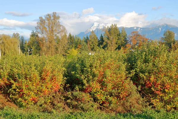 Snowcapped Mount Cheam Kan Ses Långt Bort Bakgrunden Med Utsikt — Stockfoto