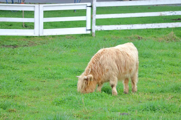 Full Left Hand Profile View Female Scottish Highland Cow Grazing — Stock Photo, Image