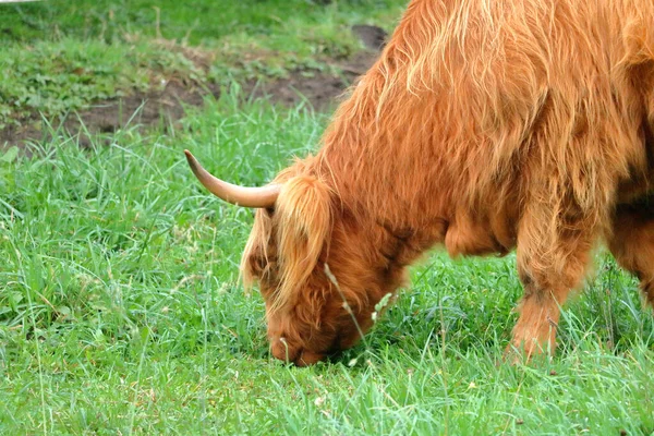 Esquerda Vista Perfil Perto Uma Vaca Red Brown Escocesa Highland — Fotografia de Stock