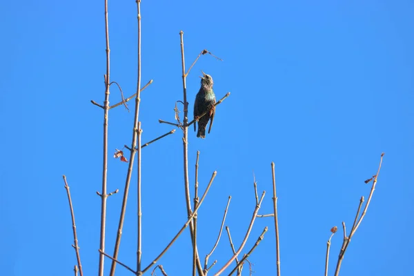 Yetişkin Bir Starling Çiftleşme Mevsiminde Çağırdığı Çevreye Tam Bir Bakış — Stok fotoğraf