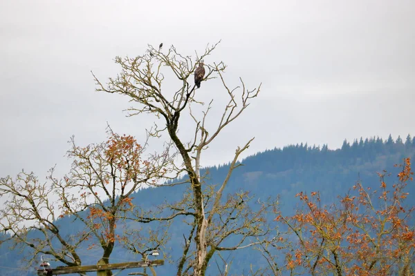 아메리카 찌르레기 먹이를 사냥하는 가지에 미국산 흰머리 독수리의 주의를 빼앗고 — 스톡 사진