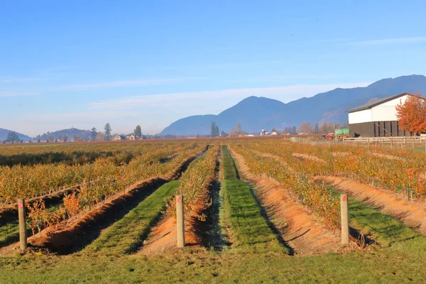 Vista Paisagem Terra Rural Longas Fileiras Retas Plantas Mirtilo Inverno — Fotografia de Stock