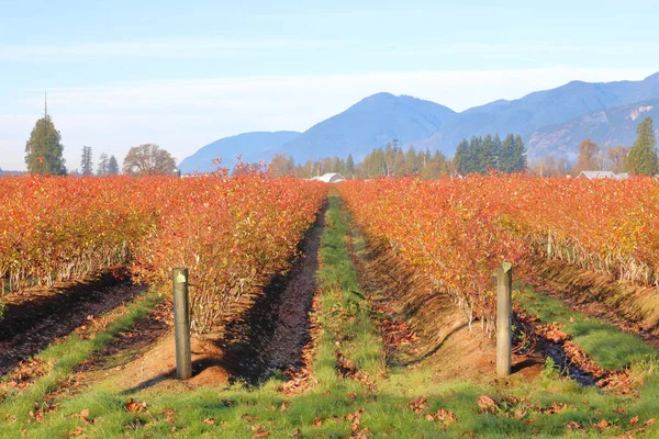 Wide View Blueberry Bushes Valley Winter Months — Stock Photo, Image