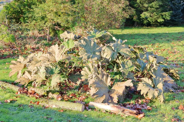 Vue Complète Rhubarbe Sèche Froissée Sur Une Pelouse Pendant Les — Photo