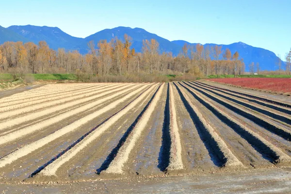 Weite Sicht Auf Mehrere Lange Und Gerade Reihen Erhöhten Bodens — Stockfoto