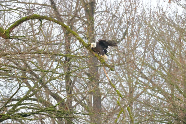 Grand Pygargue Tête Blanche Adulte Navigue Dans Une Forêt Fortement — Photo