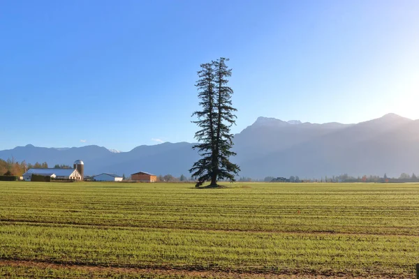 Ampia Veduta Paesaggistica Singolo Pino Doppio Che Cresce Una Zona — Foto Stock