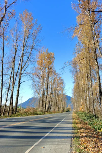 冬季两旁乡间小路两旁高大的白桦树的垂直映像 — 图库照片