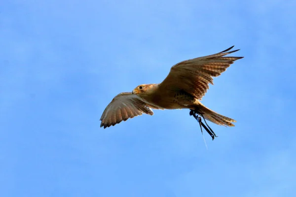 Dospělý Sokol Letící Zprava Doleva Provazem Noze Znamená Pták Spojen — Stock fotografie