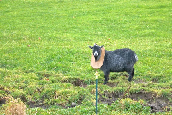 Een Geit Draagt Een Ram Guard Ter Bescherming Tijdens Het — Stockfoto