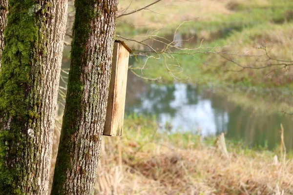 野生動物のための屋外 木製の自家製鳥の巣の近くのプロフィールビュー — ストック写真