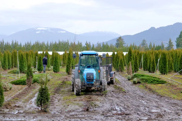 Ampia Veduta Azienda Agricola Trattore Agricoltore Che Raccoglie Alberi Cedro — Foto Stock