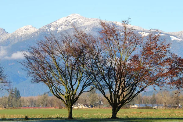 Rode Bomen Tegen Een Besneeuwde Bergketen Een Landelijke Agrarische Vallei — Stockfoto