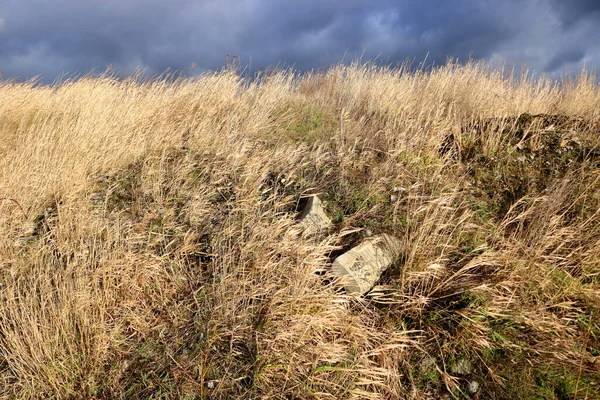 Grande Herbe Morte Avec Lumière Directe Pour Fond Naturel — Photo