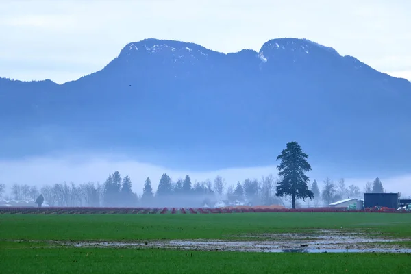 Paisagem Inverno Com Nevoeiro Matinal Subindo Acima Das Pastagens Vale — Fotografia de Stock