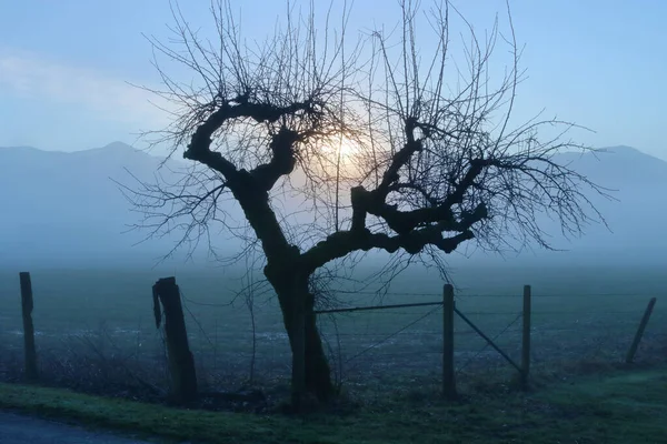 Early Morning Sun Rises Mountain Ridge Silhouetting Heavily Pruned Elm — Stock Photo, Image