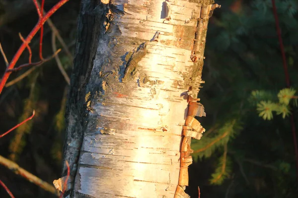 一株白桦树的树干和独特的白色树皮的近景 详细的视图 — 图库照片