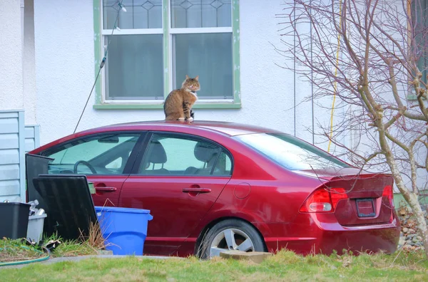 Visão Completa Gato Mesa Olhando Para Estranho Enquanto Ela Senta — Fotografia de Stock