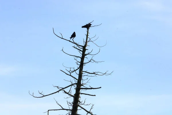 Pair Blackbirds Stand Perched Dead Tree Leans Right Frame — Stock Photo, Image