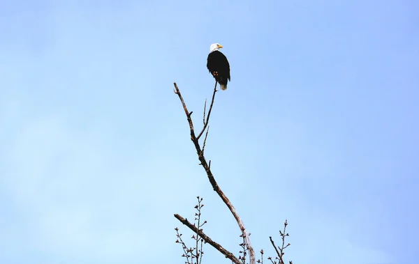 在早春季节 一只美国秃鹰高高地栖息在树枝上 与外界隔绝 — 图库照片