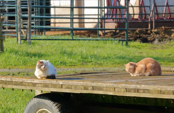 两只谷仓猫共享一个平坦的卡车平台 享受一个安静 阳光明媚的早晨 — 图库照片