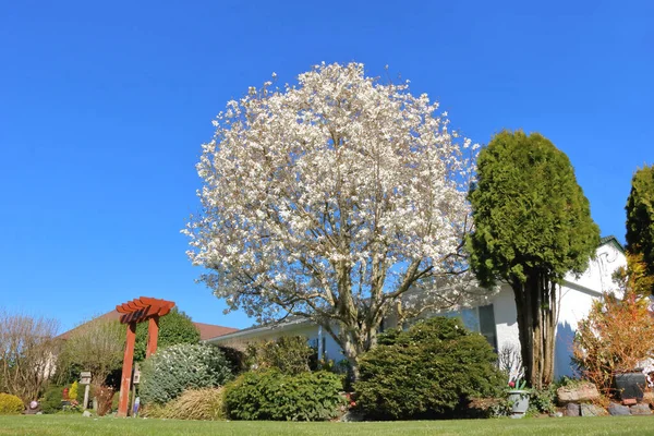 Beau Cerisier Fleur Pendant Saison Printanière Fait Partie Aménagement Paysager — Photo
