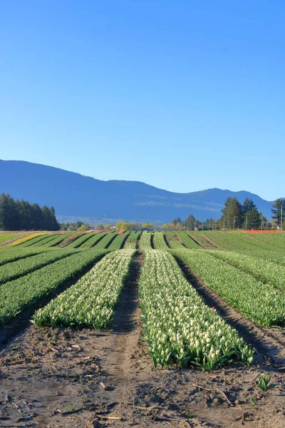 Vista Verticale Campo Tulipani Nel Quartiere Fraser Valley Della Columbia — Foto Stock