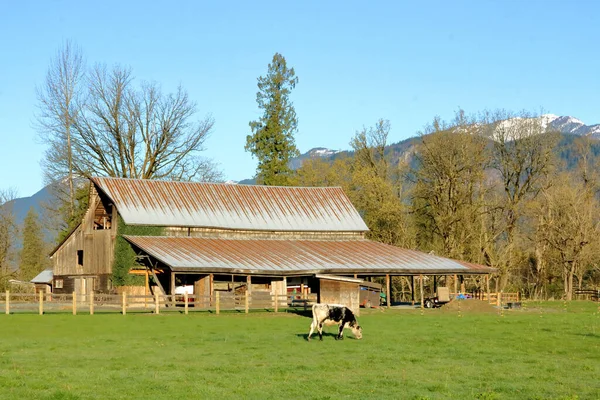 Kalv Betar Hagen Där Gammal Rustik Lada Står Bergig Region — Stockfoto