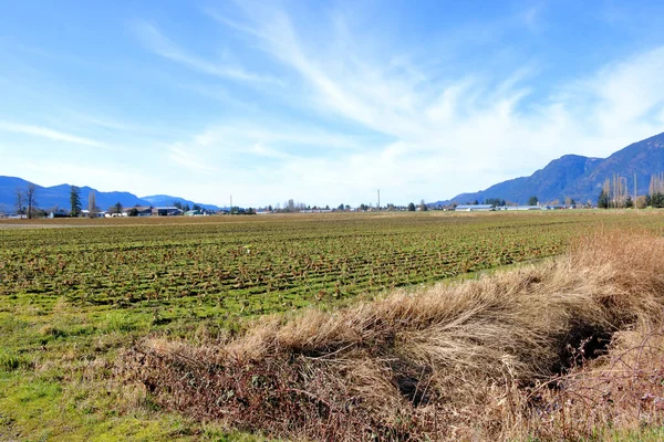 Weite Landschaftliche Ansicht Einer Industriellen Gemüseanbaufläche Den Wintermonaten — Stockfoto