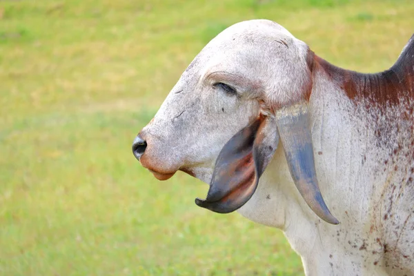 Считается Священным Индии Левый Профиль Вид Американской Коровы Брахмана Стоящей — стоковое фото