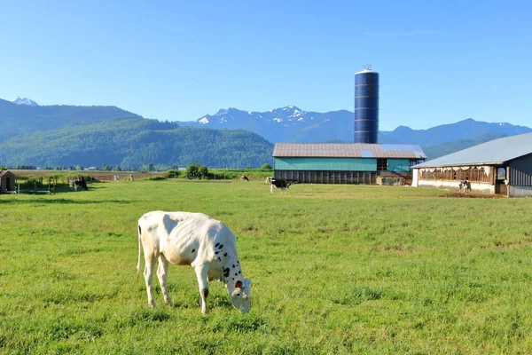 Wide View Albino Holstein Calf Grazing Lush Green Valley — 스톡 사진