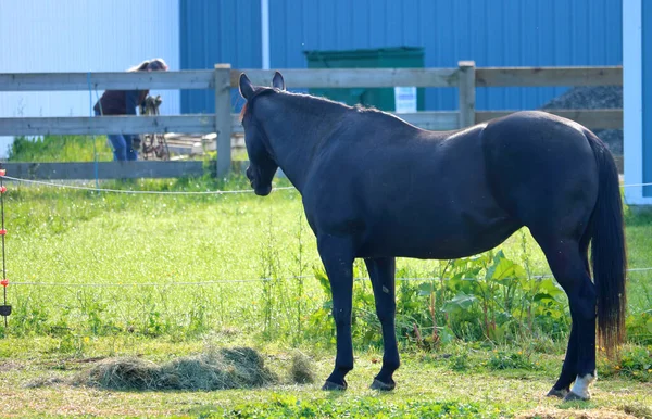 Een Zwarte Volwassen Merrie Kijkt Naar Haar Begeleider Terwijl Voor — Stockfoto