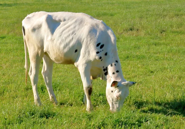 Full Right Profile View Albino Holstein Calf Grazing Meadow Showing — Foto de Stock