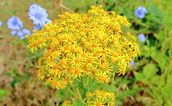 Amplia Completa Vista Del Verano Butterweed Hermoso Plumaje Que Crece — Foto de Stock