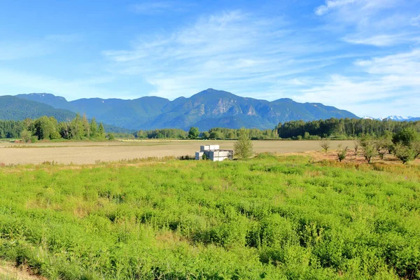 Wide Open View Springtime British Columbia Canada Fraser Valley District — Stock Photo, Image