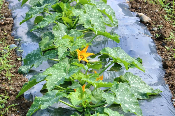 Una Pequeña Flor Calabaza Está Rodeada Por Las Hojas Cubierta — Foto de Stock