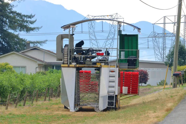 Full Profile View Blueberry Picking Machine Operator Getting Ready Harvest — Stock Photo, Image