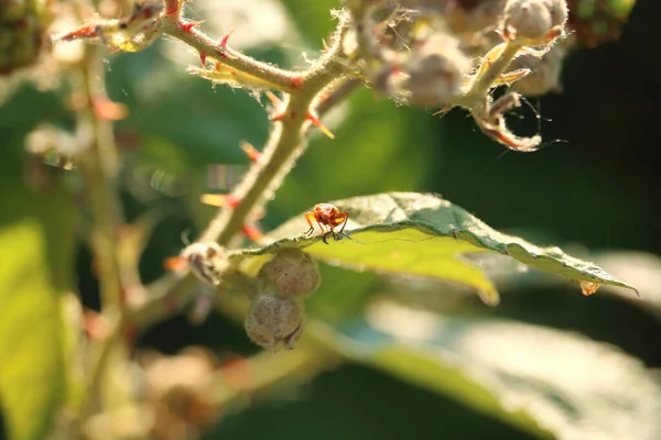 Breed Zicht Een Melkkruid Assassin Insect Een Blackberry Blad Tijdens — Stockfoto