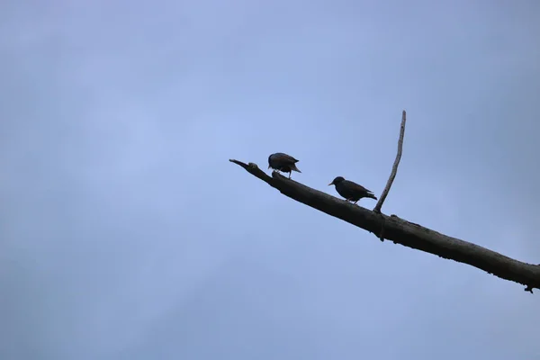 Two Silhouetted Starlings Stand Perched Bare Branch — Stock Photo, Image