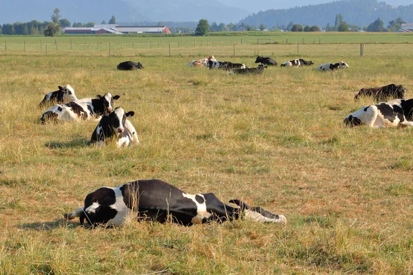 Ευρεία Άποψη Μιας Αγελάδας Γαλακτοπαραγωγής Holstein Κοιμάται Στο Βοσκότοπο Ενώ — Φωτογραφία Αρχείου