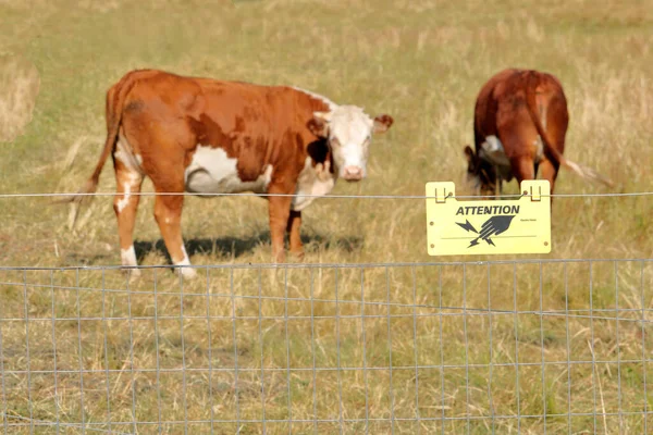 Une Clôture Électrique Des Panneaux Avertissant Les Intrus Aident Protéger — Photo