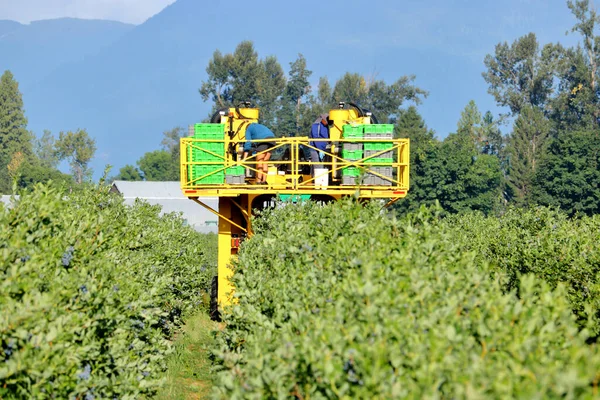 Volle Sicht Auf Feldarbeiter Und Beerenpflückmaschine Während Sie Durch Ein — Stockfoto