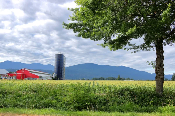 田園風景 サイロと赤い納屋のある農業地域 夏の谷でのトウモロコシ畑の作物の成熟 — ストック写真