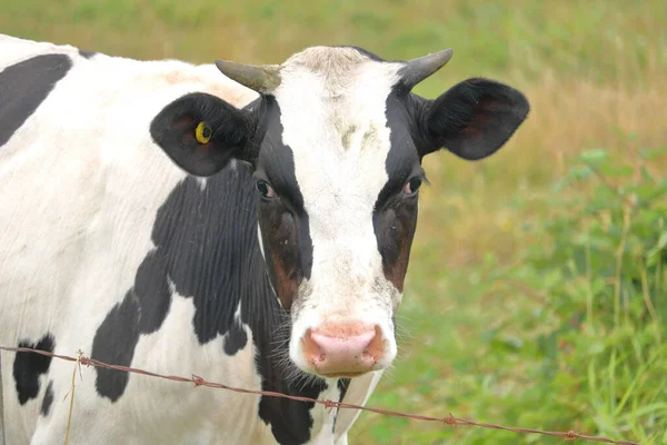Szoros Részletes Elölnézet Egy Nőstény Holstein Fríz Tejelő Tehénről Szarvakkal — Stock Fotó