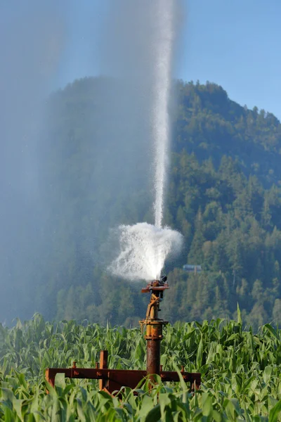 Close vertical view of the moment the hammer on an irrigation nozzle strikes water flowing out of a hose to better irrigate the corn field.